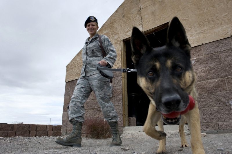 Psy służące w wojsku wykonują bardzo odpowiedzialną pracę