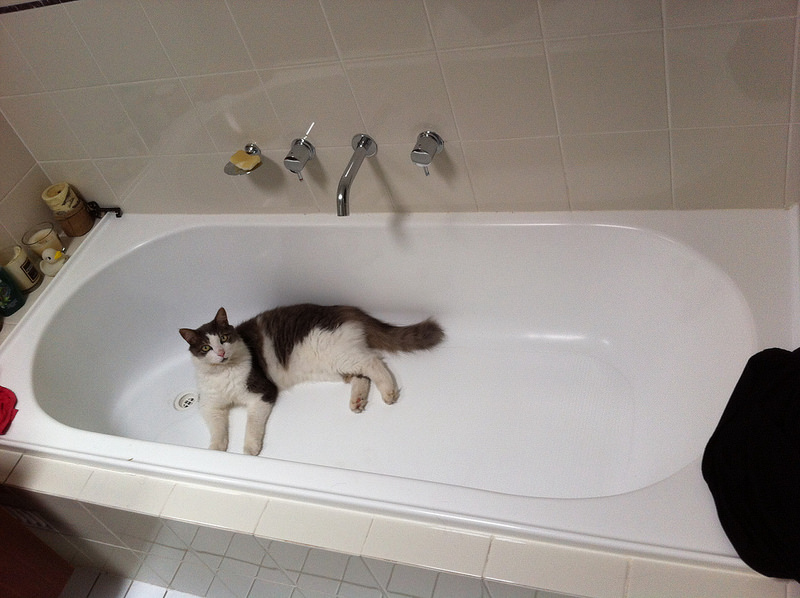 Kot w wannie? Zwierzęta szukają sposobów na ochłodę "na własną łapę"